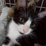 1月4日の伊勢崎店に参加する猫びよりの保護猫05