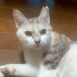 1月4日の伊勢崎店に参加する猫びよりの保護猫07