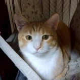 1月4日の伊勢崎店に参加する猫びよりの保護猫08