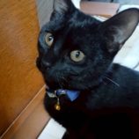 1月4日の伊勢崎店に参加する猫びよりの保護猫09