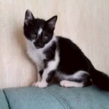 1月4日の伊勢崎店に参加する猫びよりの保護猫10