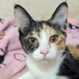 1月10日の柏の葉店に参加するにゃんこの大冒険の保護猫01