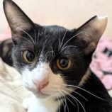 1月10日の柏の葉店に参加するにゃんこの大冒険の保護猫02