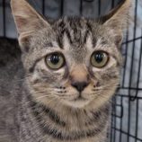 1月10日の柏の葉店に参加するにゃんこの大冒険の保護猫04