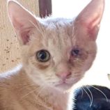 1月10日の柏の葉店に参加するにゃんこの大冒険の保護猫05