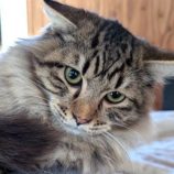 1月10日の柏の葉店に参加するにゃんこの大冒険の保護猫06