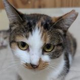 1月10日の柏の葉店に参加するにゃんこの大冒険の保護猫07