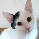 1月10日の柏の葉店に参加するにゃんこの大冒険の保護猫08