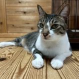 1月4日の君津店に参加する猫レンジャーの保護猫03