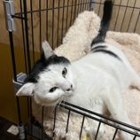 1月4日の君津店に参加する猫レンジャーの保護猫04