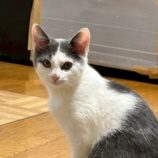 1月4日の君津店に参加する猫レンジャーの保護猫09