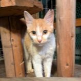 1月4日の君津店に参加する猫レンジャーの保護猫11