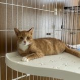 1月4日の君津店に参加する猫レンジャーの保護猫12