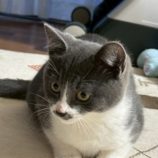 1月4日の君津店に参加する猫レンジャーの保護猫13