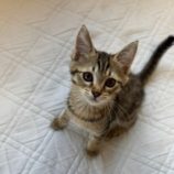 1月4日の君津店に参加する猫レンジャーの保護猫14