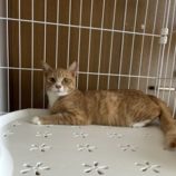 1月4日の君津店に参加する猫レンジャーの保護猫15