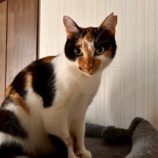 1月4日の君津店に参加する猫レンジャーの保護猫16