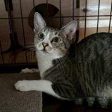 1月4日の君津店に参加する猫レンジャーの保護猫17