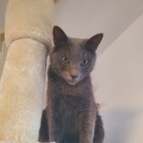 1月4日の君津店に参加する猫レンジャーの保護猫19