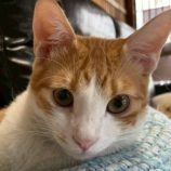 1月24日の君津店に参加する富津ねこネットの保護猫01