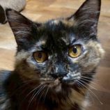 1月24日の君津店に参加する富津ねこネットの保護猫02