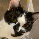 1月24日の君津店に参加する富津ねこネットの保護猫03