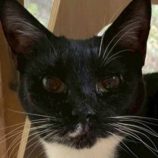 1月24日の君津店に参加する富津ねこネットの保護猫04