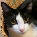 1月24日の君津店に参加する富津ねこネットの保護猫05