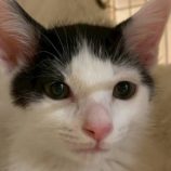 1月24日の君津店に参加する富津ねこネットの保護猫06