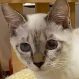 1月24日の君津店に参加する富津ねこネットの保護猫07