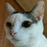 1月24日の君津店に参加する富津ねこネットの保護猫08