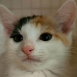 1月24日の君津店に参加する富津ねこネットの保護猫09