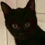 1月24日の君津店に参加する富津ねこネットの保護猫11