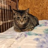 1月11日の古河店に参加するにゃんこの大冒険の保護猫01