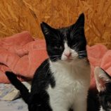 1月11日の古河店に参加するにゃんこの大冒険の保護猫02