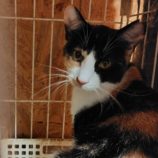 1月11日の古河店に参加するにゃんこの大冒険の保護猫03