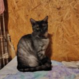 1月11日の古河店に参加するにゃんこの大冒険の保護猫05