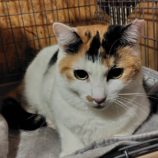 1月11日の古河店に参加するにゃんこの大冒険の保護猫07