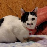 1月11日の古河店に参加するにゃんこの大冒険の保護猫08