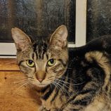 1月11日の古河店に参加するにゃんこの大冒険の保護猫09