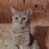 1月11日の古河店に参加するにゃんこの大冒険の保護猫10