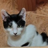 1月11日の古河店に参加するにゃんこの大冒険の保護猫11