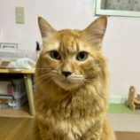 1月11日の瑞穂店に参加するまたたび家の保護猫01