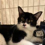 1月11日の瑞穂店に参加するまたたび家の保護猫02