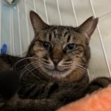 1月11日の瑞穂店に参加するまたたび家の保護猫03