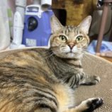 1月11日の瑞穂店に参加するまたたび家の保護猫04