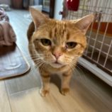 1月11日の瑞穂店に参加するまたたび家の保護猫05