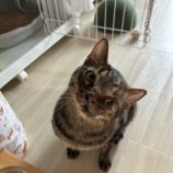 1月11日の瑞穂店に参加するまたたび家の保護猫06