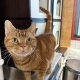 1月11日の瑞穂店に参加するまたたび家の保護猫07