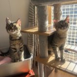 1月11日の瑞穂店に参加するまたたび家の保護猫08